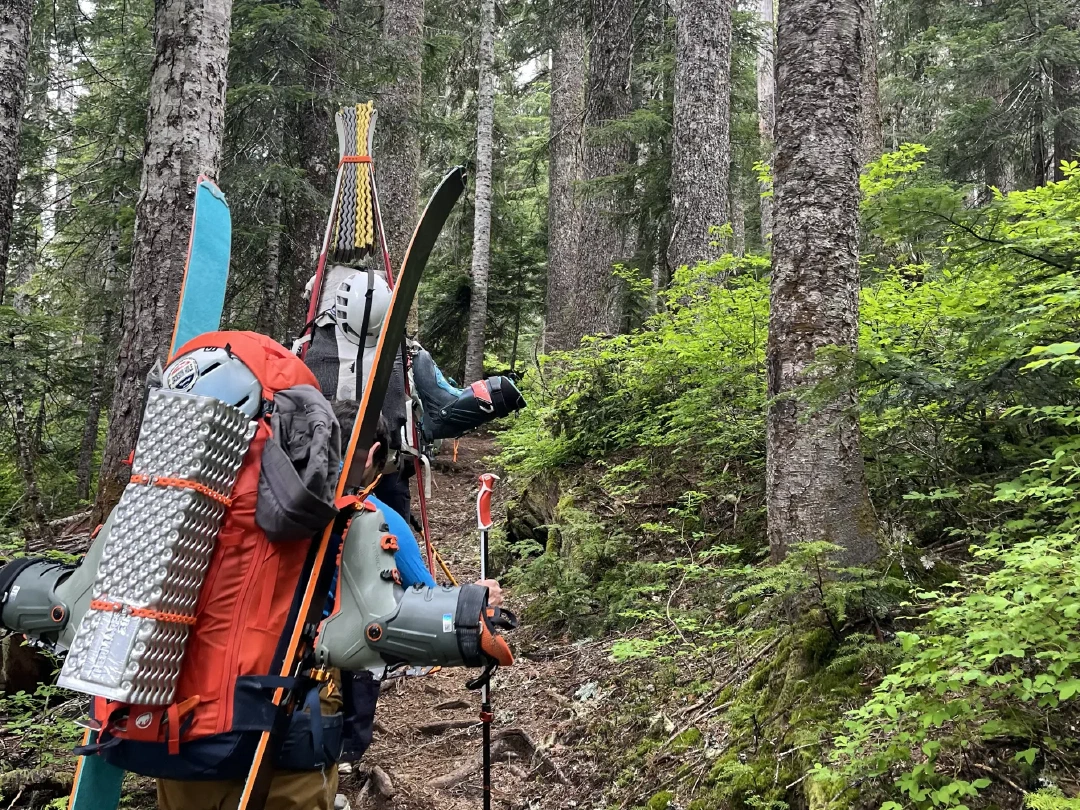 Skiers hiking forest trail approach.