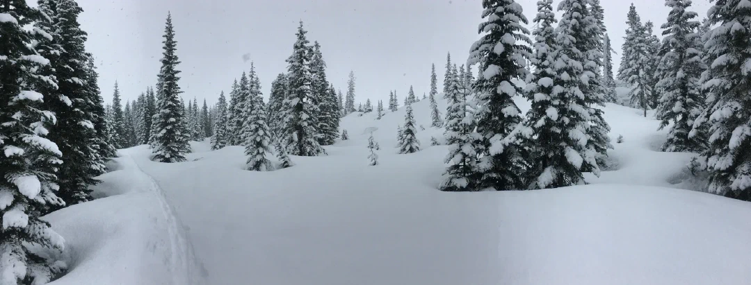 A lone skin track winding through snow-laden firs under a flat grey sky