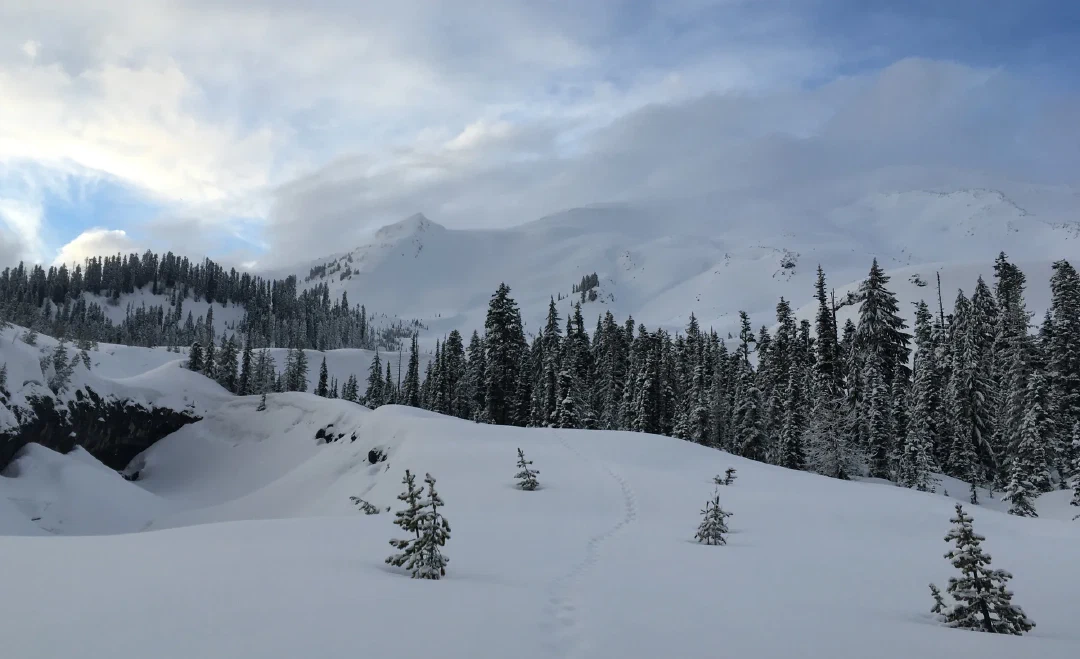 A bootpack threading past small pines toward the mountain, its summit wrapped in cloud